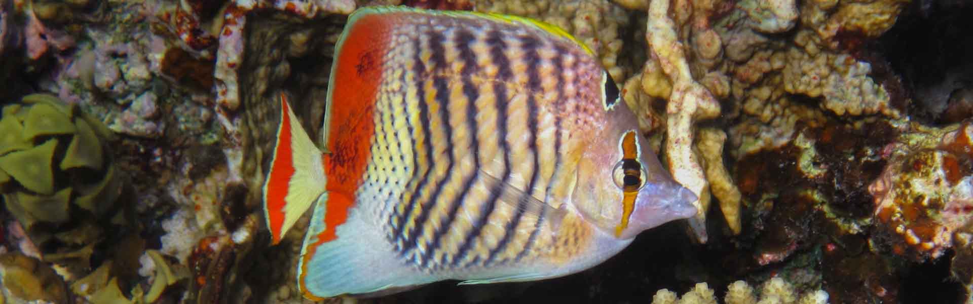 Butterflyfish